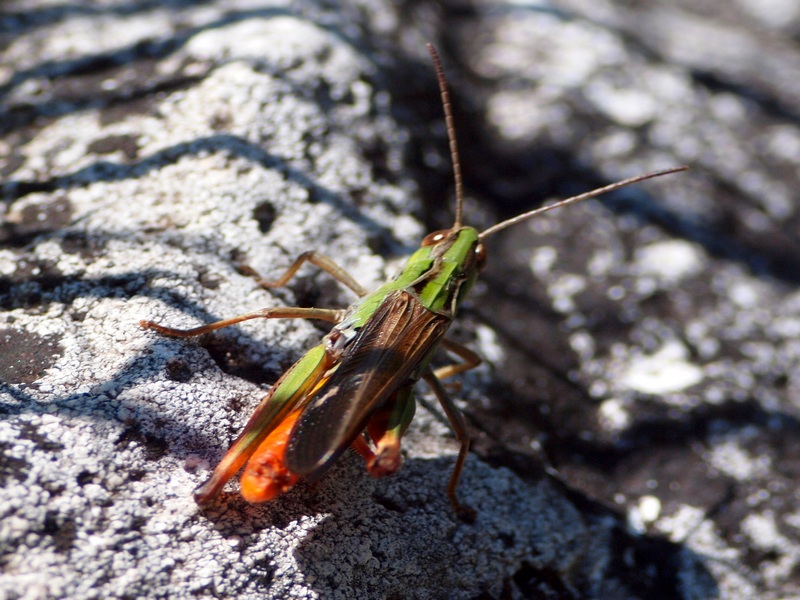 Altra acrididae